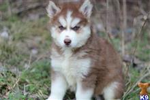siberian husky puppy posted by Beverly McHargue